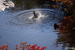 三景園の紅葉　３