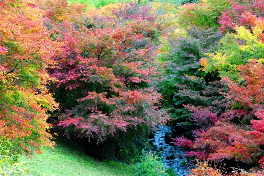 彩映