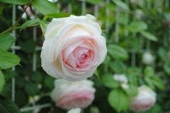 ピエール　ドゥ　ロンサール