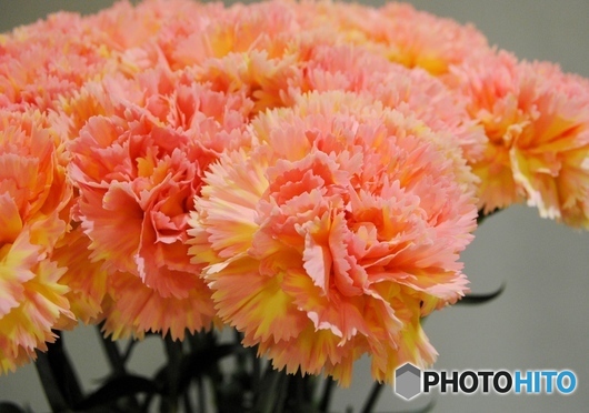 カーネーション　アクティバ