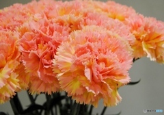 カーネーション　アクティバ