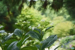 三景園の紫陽花　１４