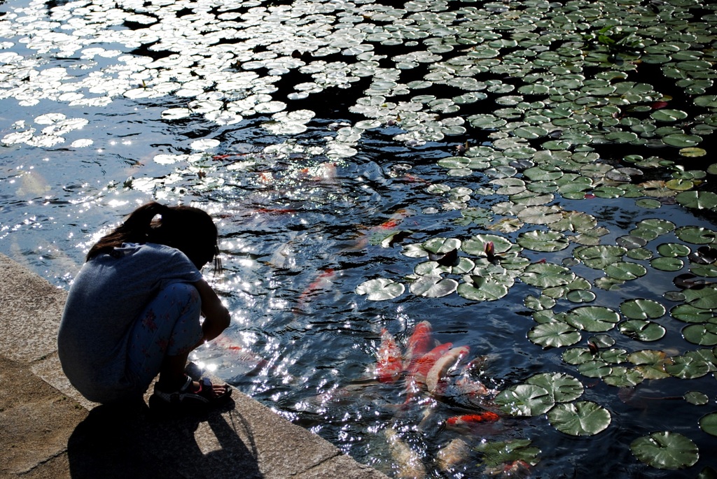 池の鯉