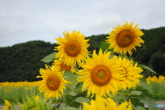 ひまわり畑　６