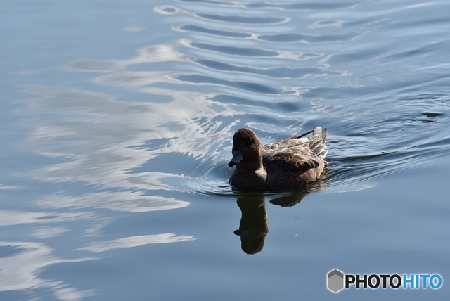 ヒドリガモ　８