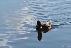 ヒドリガモ　８