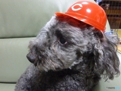 ジジは元気です！　９