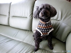 ジジは元気です！