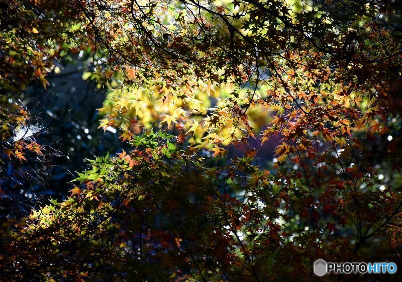 秋の宮島　１８