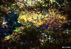 秋の宮島　１８