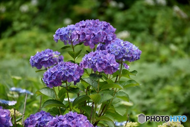 三景園の紫陽花　５
