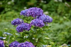 三景園の紫陽花　５