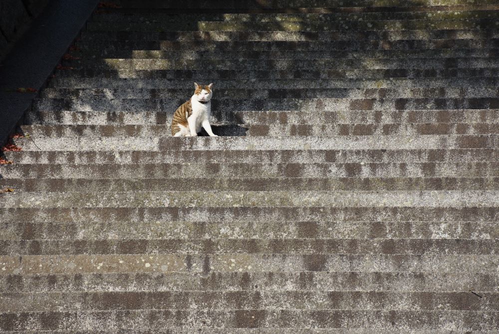 おのみちのニャンコ　７