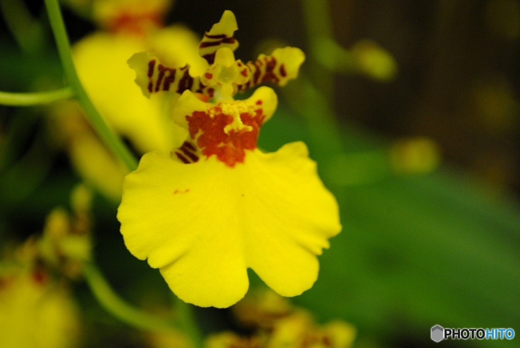 オンシジューム