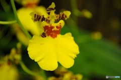 オンシジューム