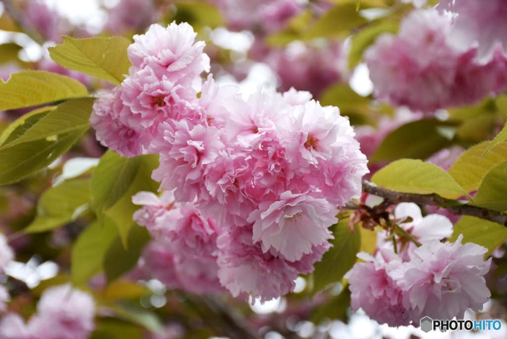 花のまわりみち　５