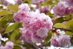 花のまわりみち　５