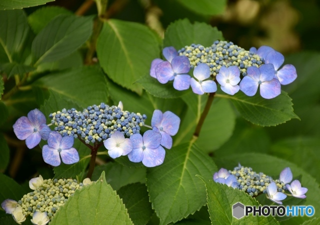 三景園の紫陽花　９