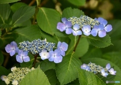 三景園の紫陽花　９