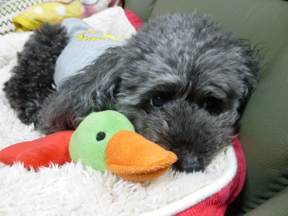 愛犬とカモノハシ