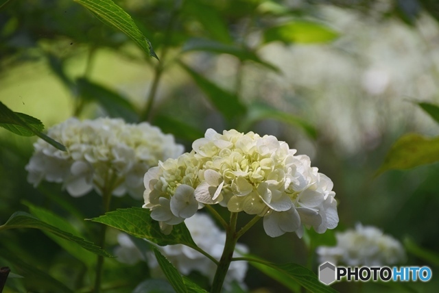 三景園の紫陽花　３