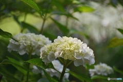 三景園の紫陽花　３