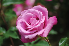 フレグラント　プラム