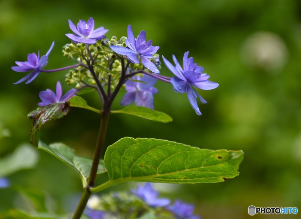 三景園の紫陽花10