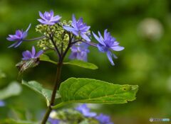三景園の紫陽花10