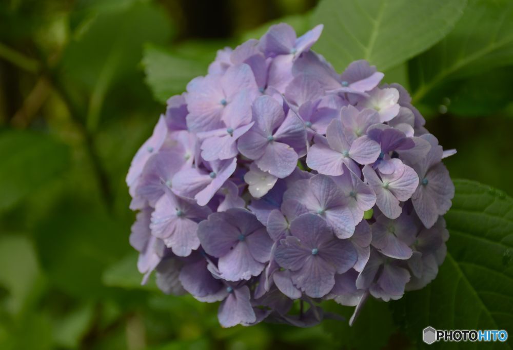 三景園の紫陽花