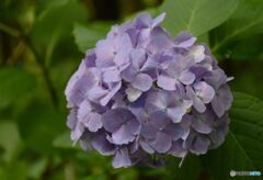 三景園の紫陽花