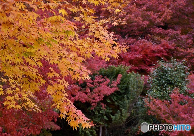 三景園の紅葉　１２