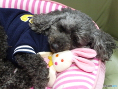 ジジは元気です！　８