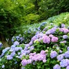 三景園の紫陽花
