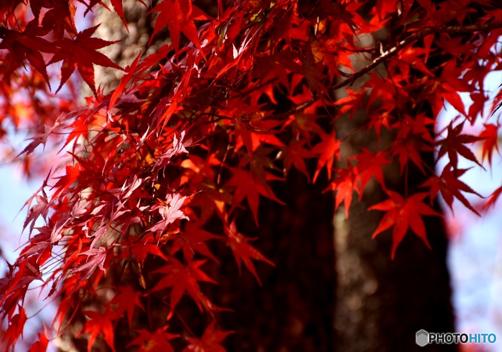 紅葉狩り10