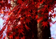 紅葉狩り10