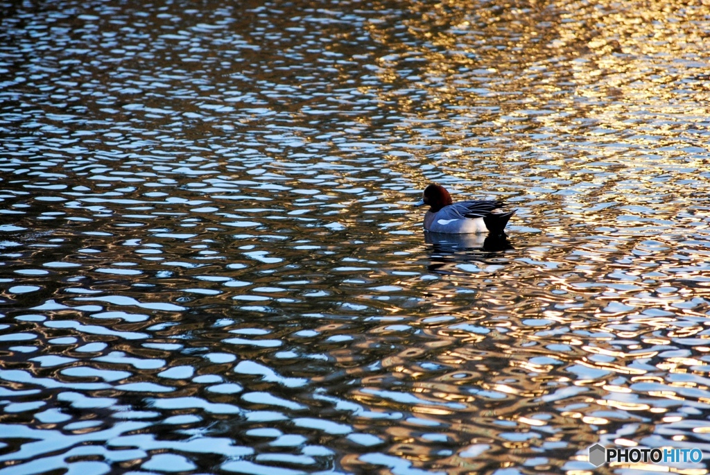 ヒドリガモ　３