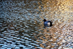 ヒドリガモ　３