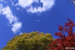 三景園の紅葉　５