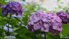 三景園の紫陽花６