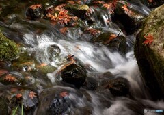 三景園の紅葉　１８