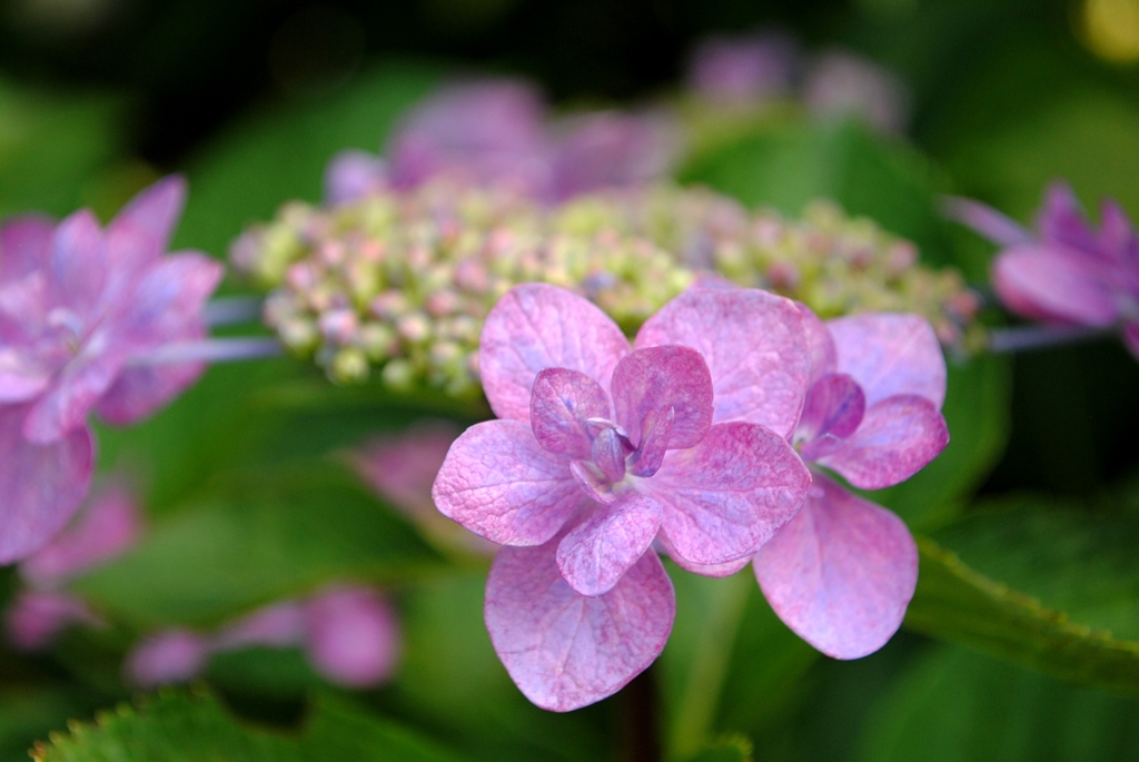 紫陽花　１２