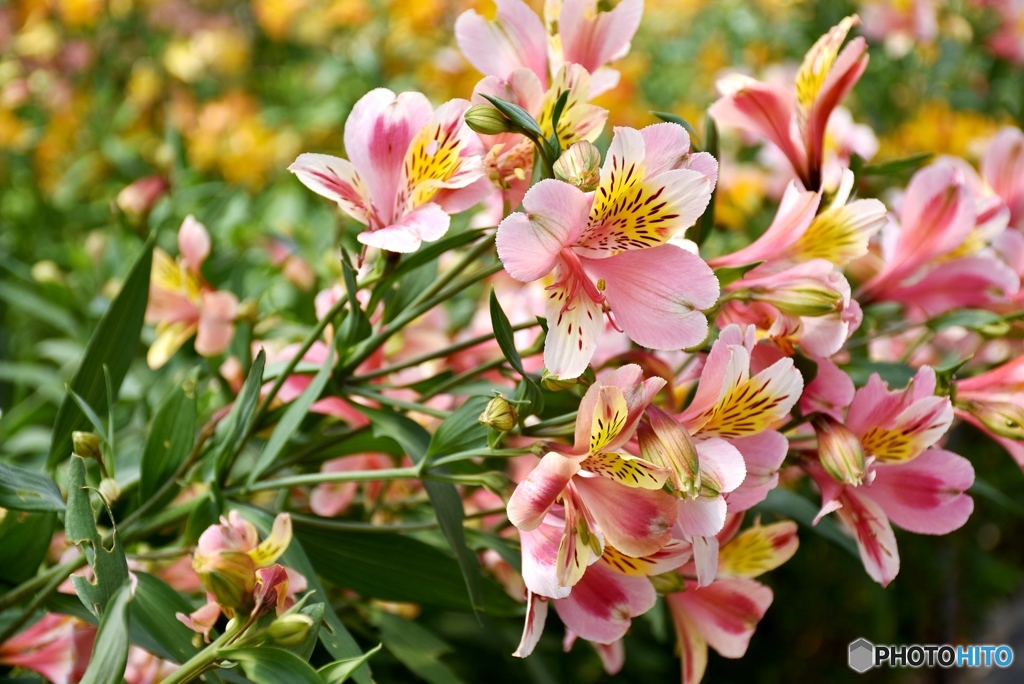 アルストロメリア　２