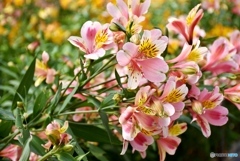 アルストロメリア　２