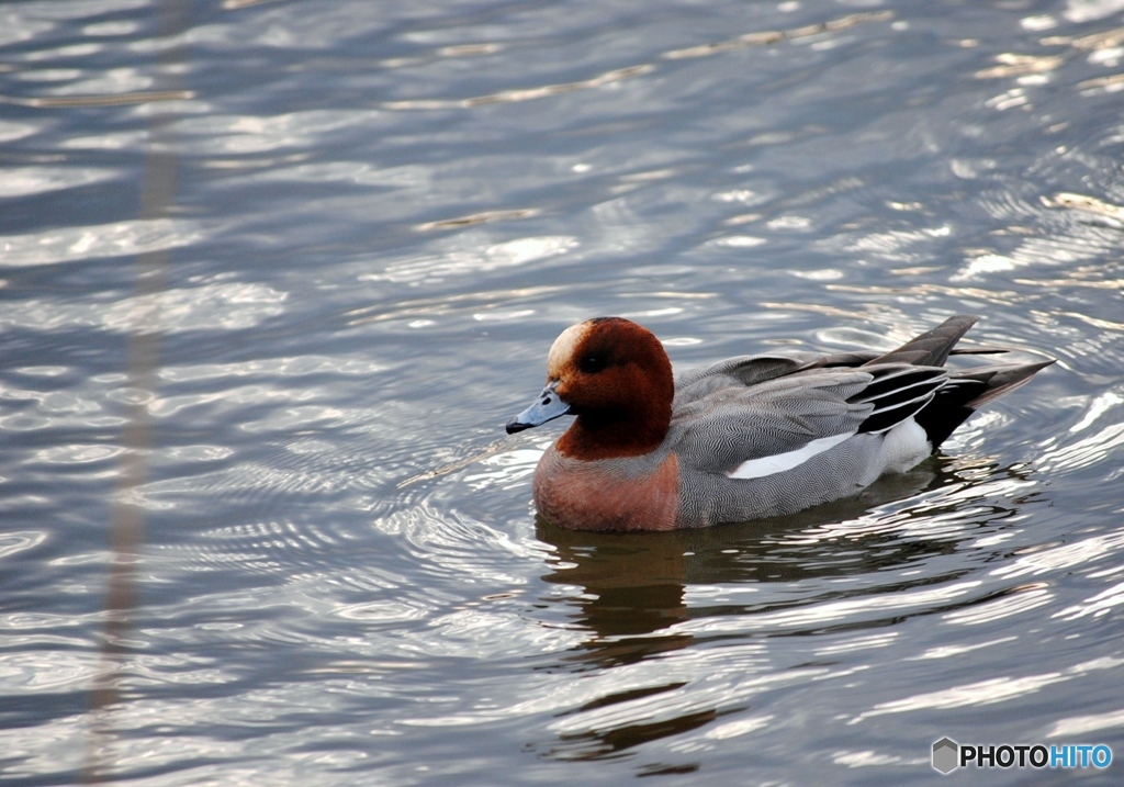 ヒドリガモ　２