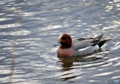 ヒドリガモ　２