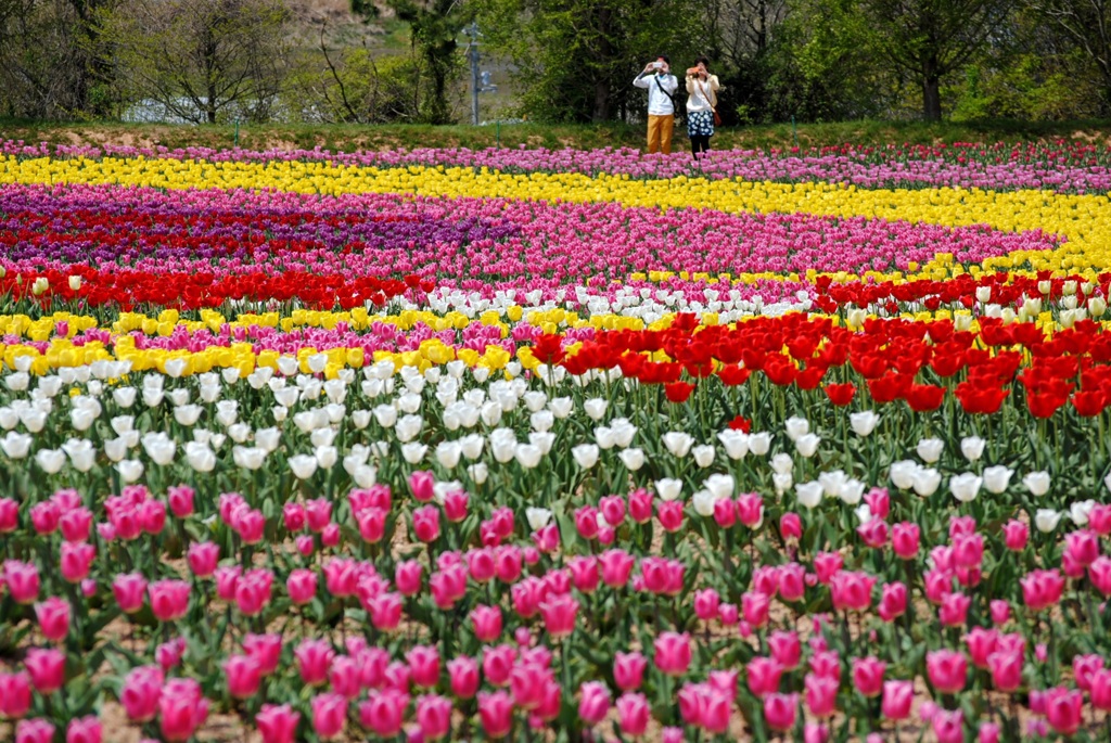 チューリップ畑　２