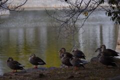 お堀のカルガモ