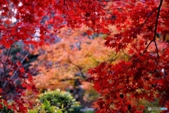 縮景園にて　６