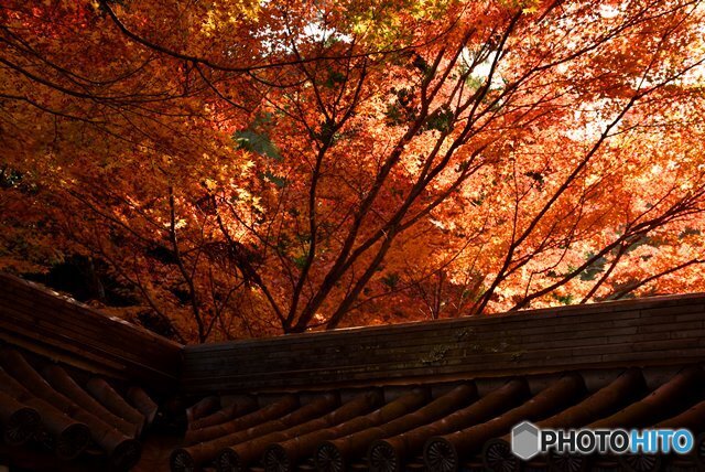 秋の宮島　１５